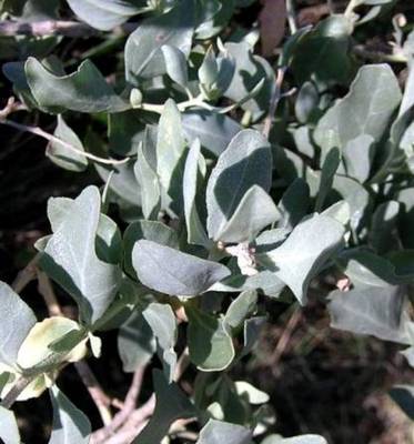 ATRIPLEX HALIMUS